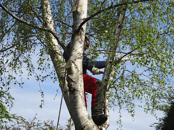 Tree Care